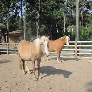 Ranch - Haflinger