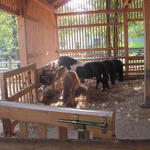 Ranch - Shetland pony