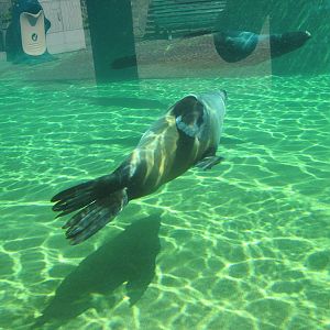 Brown fur seal (Arctocephalus pusillus)