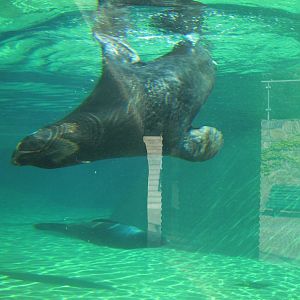 Brown fur seal (Arctocephalus pusillus)