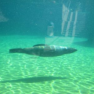 Brown fur seal (Arctocephalus pusillus)