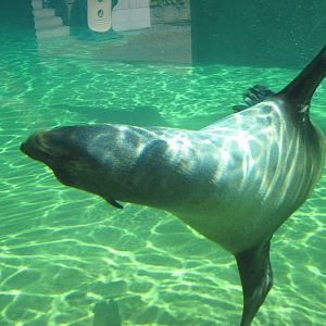 Brown fur seal (Arctocephalus pusillus)