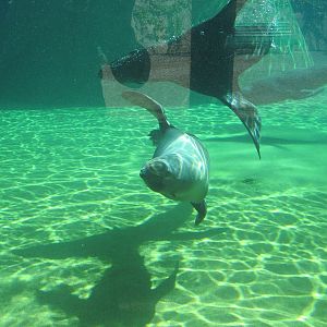 Brown fur seal (Arctocephalus pusillus)