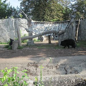Asian black bear (Ursus thibetanus)