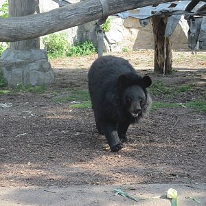 Asian black bear (Ursus thibetanus)
