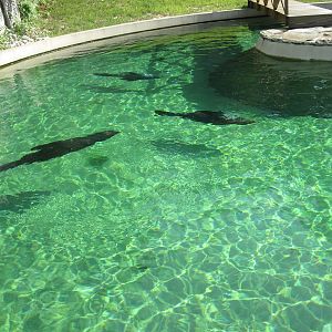 Brown fur seal (Arctocephalus pusillus)
