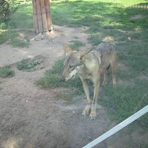 Eurasian wolf (Canis lupus lupus)