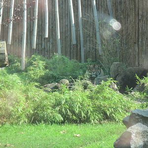 Sumatran tiger (Panthera tigris sumatrae)