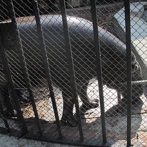 Pygmy hippopotamus (Choeropsis liberiensis)