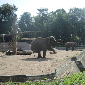 Asian elephant (Elephas maximus)