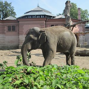 Asian elephant (Elephas maximus)