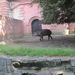 South American tapir (Tapirus terrestris)