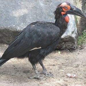 Southern ground hornbill (Bucorvus leadbeateri)