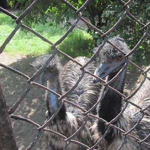 Emu (Dromaius novaehollandiae)