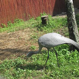 Blue crane (Anthropoides paradiseus)