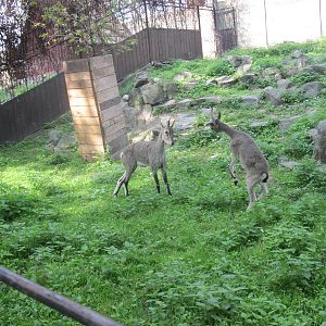 Bharal (Pseudois nayaur)