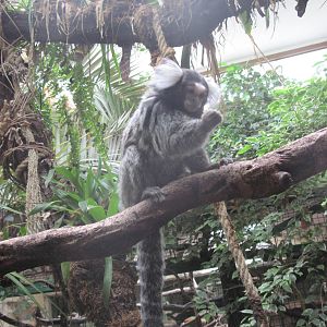 Common marmoset (Callithrix jacchus)