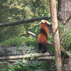Red panda (Ailurus fulgens)