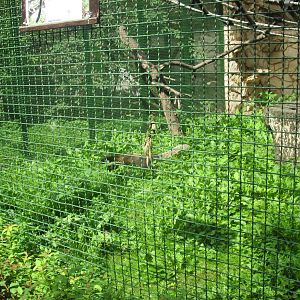 Black giant squirrel (Ratufa bicolor)