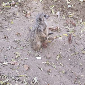 Meerkat (Suricata suricatta)