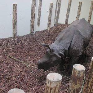 Indian rhinoceros (Rhinoceros unicornis)
