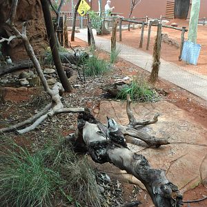 Laughing Kookaburra Exhibit 11/2012