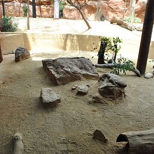 Short-Beaked Echidna Exhibit 11/2012