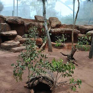 Yellow-footed Rock Wallaby Exhibit 11/2012