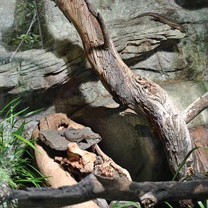 Cunningham Skink/ Diamond Python Exhibit 11/2012