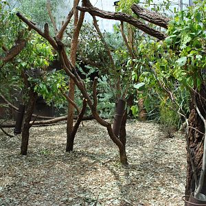 Koala Exhibit 11/2012