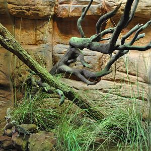 Juvenile Central Bearded Dragon Exhibit