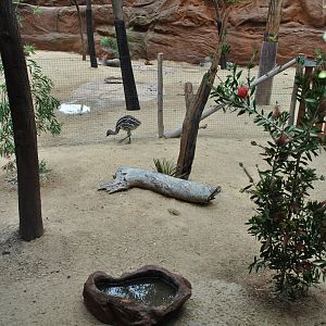 Juvenile Emu Exhibit