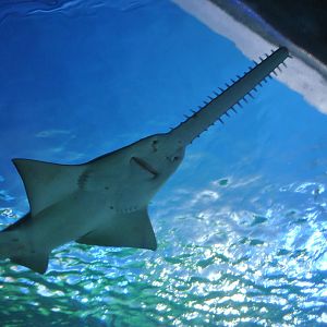 Common Sawshark
