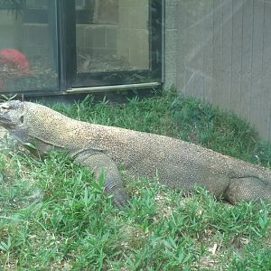 Komodo Dragon