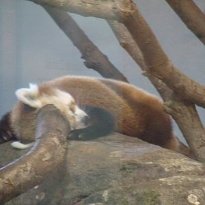 Red Panda
