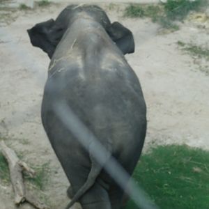 Sri Lankan Elephant