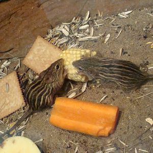 Lemniscomys barbarus