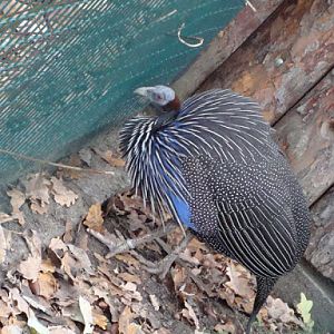 Acryllium vulturinum