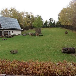 Paddock  - Boselaphus tragocemelus