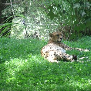 South African Cheetah