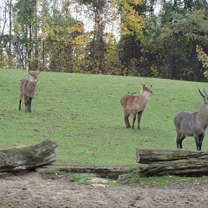 Kobus ellipsiprimnus defassa