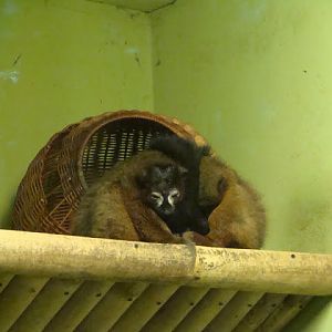 Eulemur rubriventer