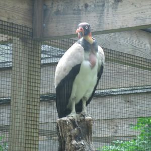 King Vulture