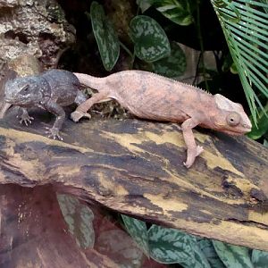 Furcifer pardalis / Oplurus cuvieri