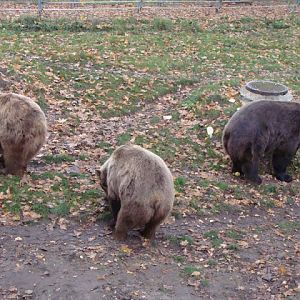 Ursus arctos