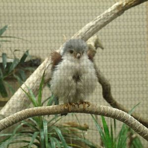 Pygmy Falcon