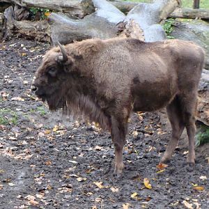 Bison bonasus bonasus