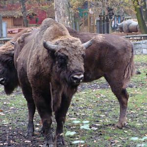 Bison bonasus bonasus