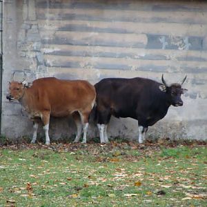 Bos javanicus