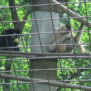 Northern White-Cheeked Gibbons
